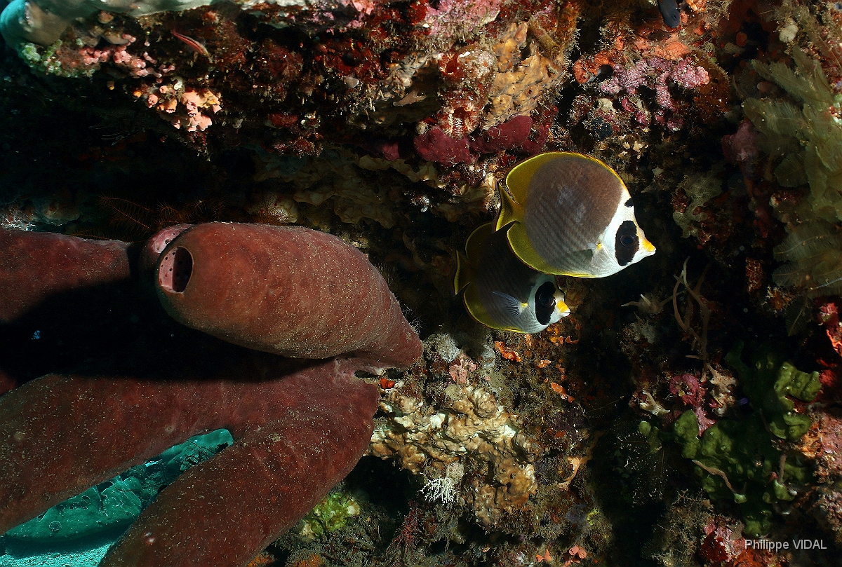 Bali 2016 - Panda butterflyfish - Poisson papillon des philippines - Chaetodon ardiergastos - IMG_5880_rc.jpg
